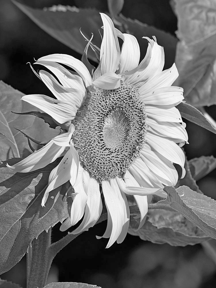 SunFlowerBW.jpg