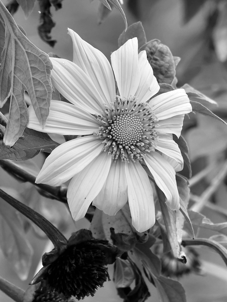 SunflowerBW.jpg