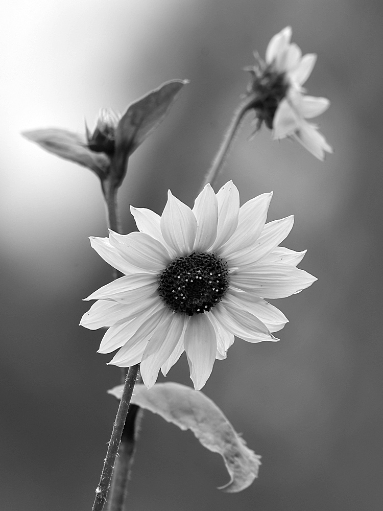 SunflowerBW.jpg