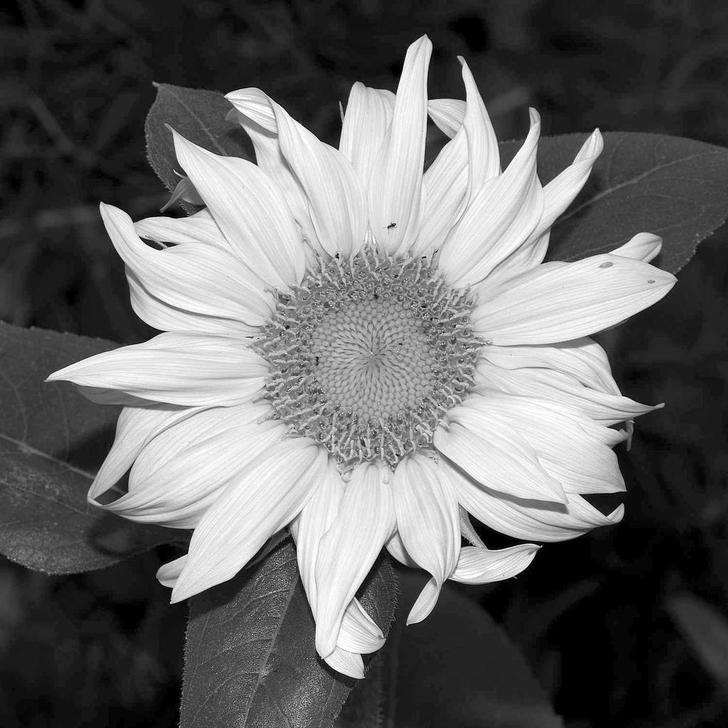 SunflowerBW.jpg