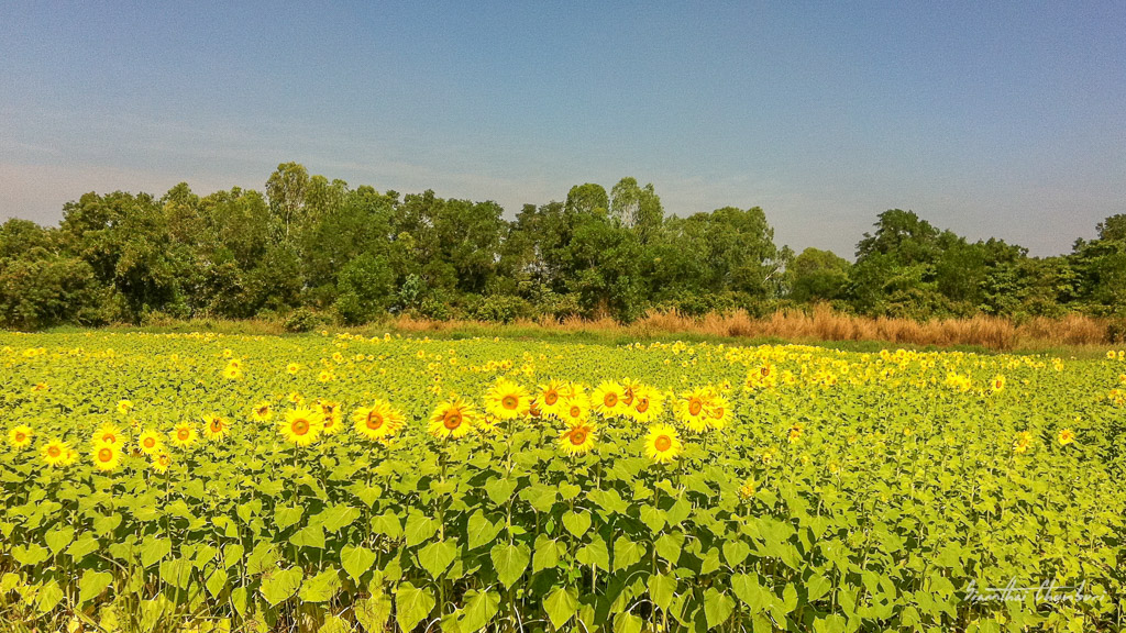 sunflowers-1.jpg