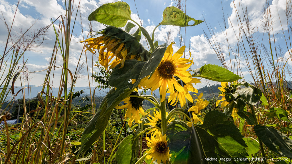 sunflowers-1.jpg