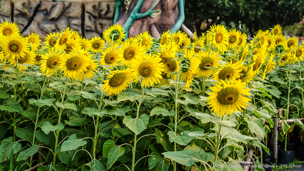 sunflowers-1.jpg