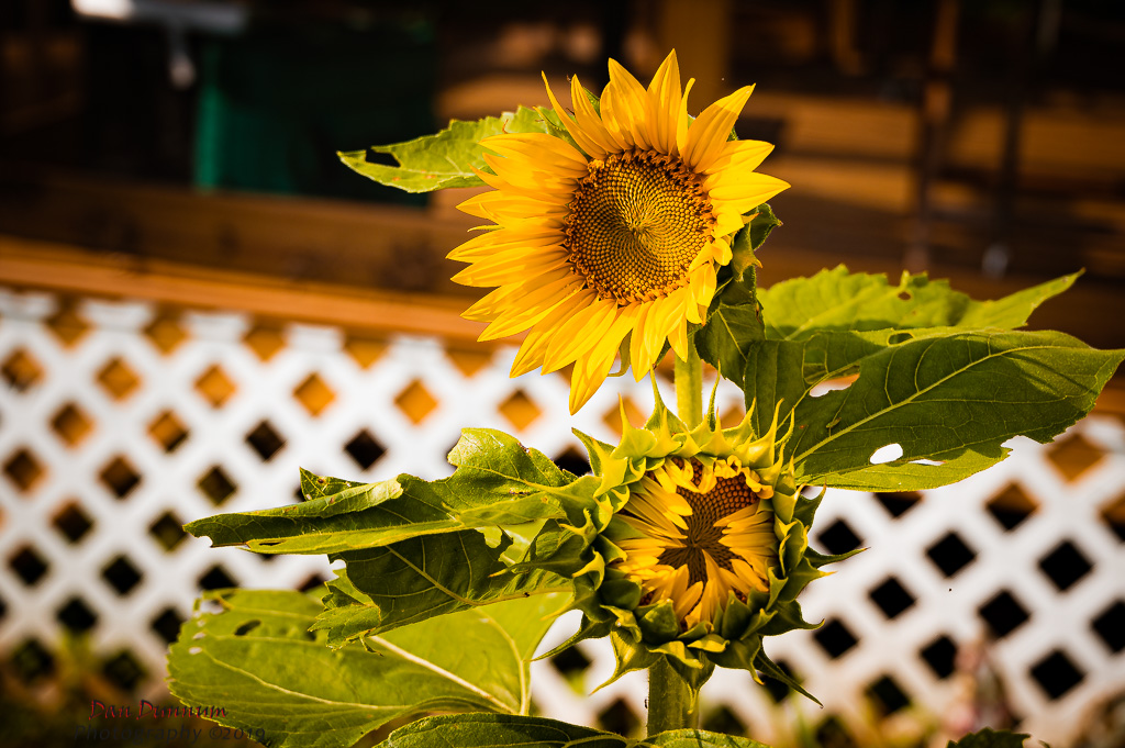 Sunflowers-3456.jpg