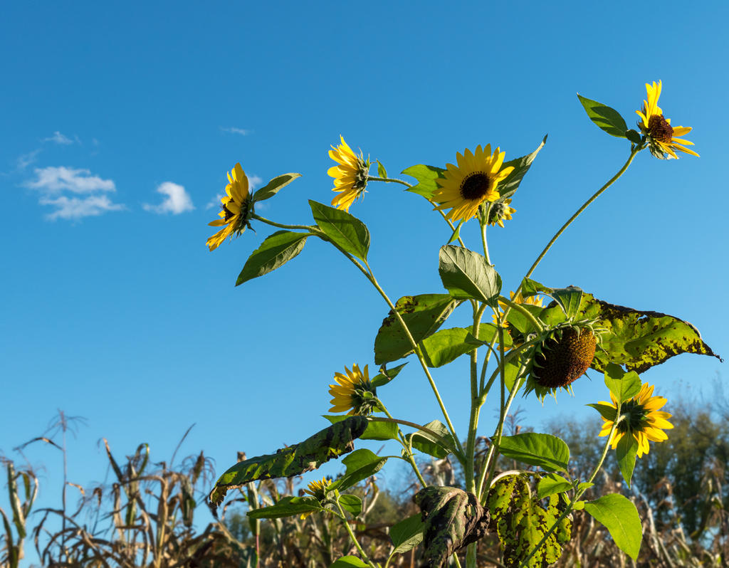 Sunflowers against sky-1.jpg