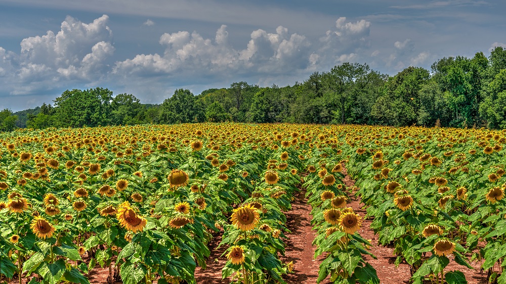 sunflowers2.jpg