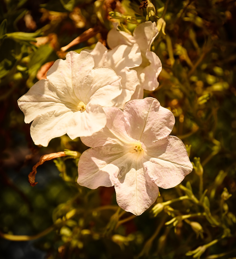 sunlightflower-1.jpg