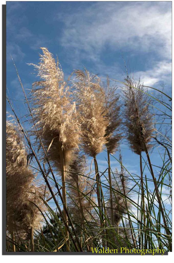 Sunlit Grass 2.jpg