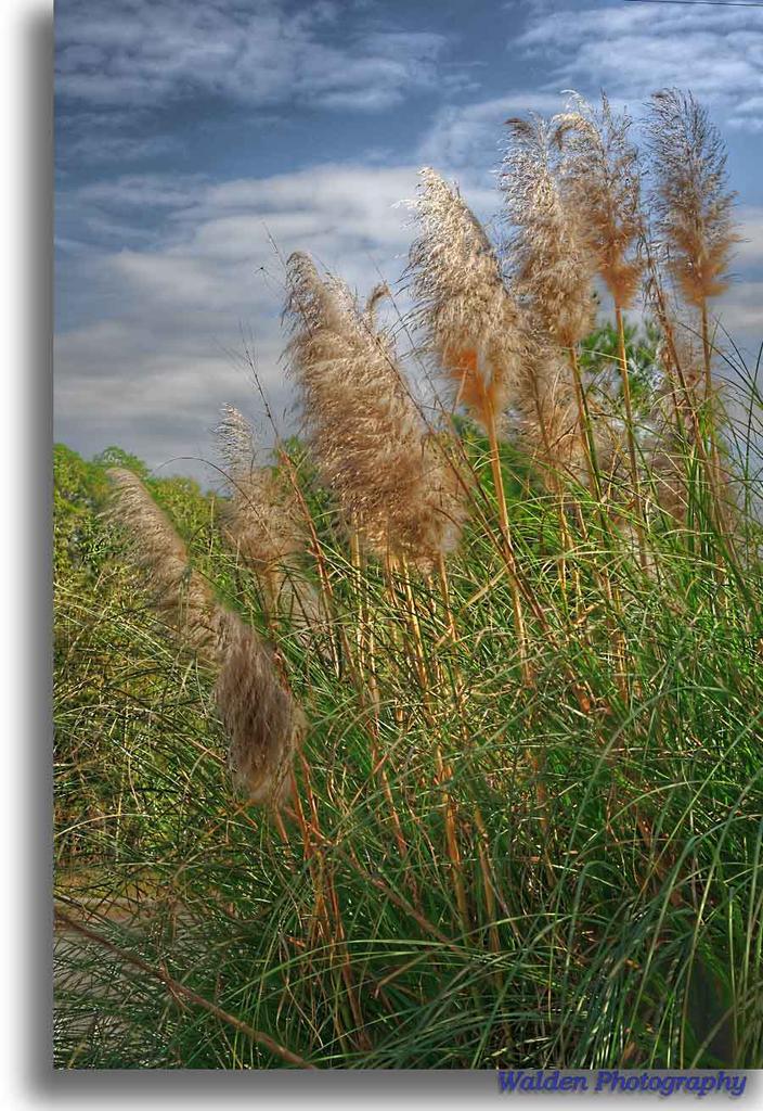 Sunlit Grass HDR 1.jpg