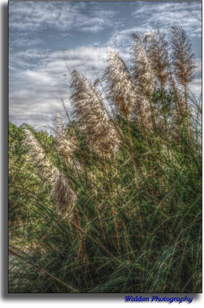 Sunlit Grass HDR 2.jpg