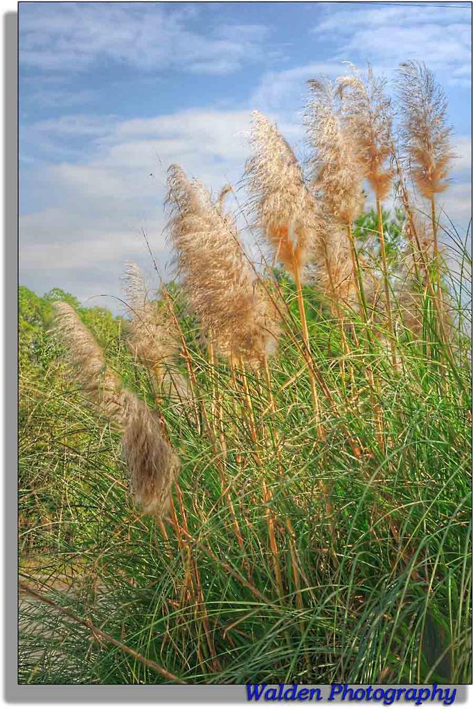 Sunlit Grass HDR 3.jpg