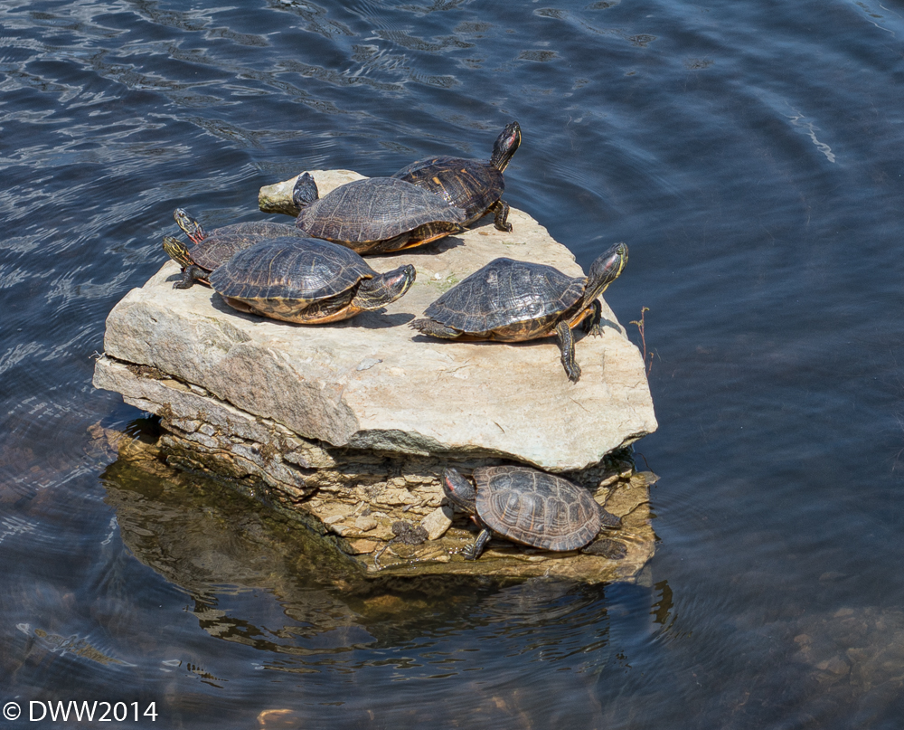 sunning turtles (1 of 1).jpg