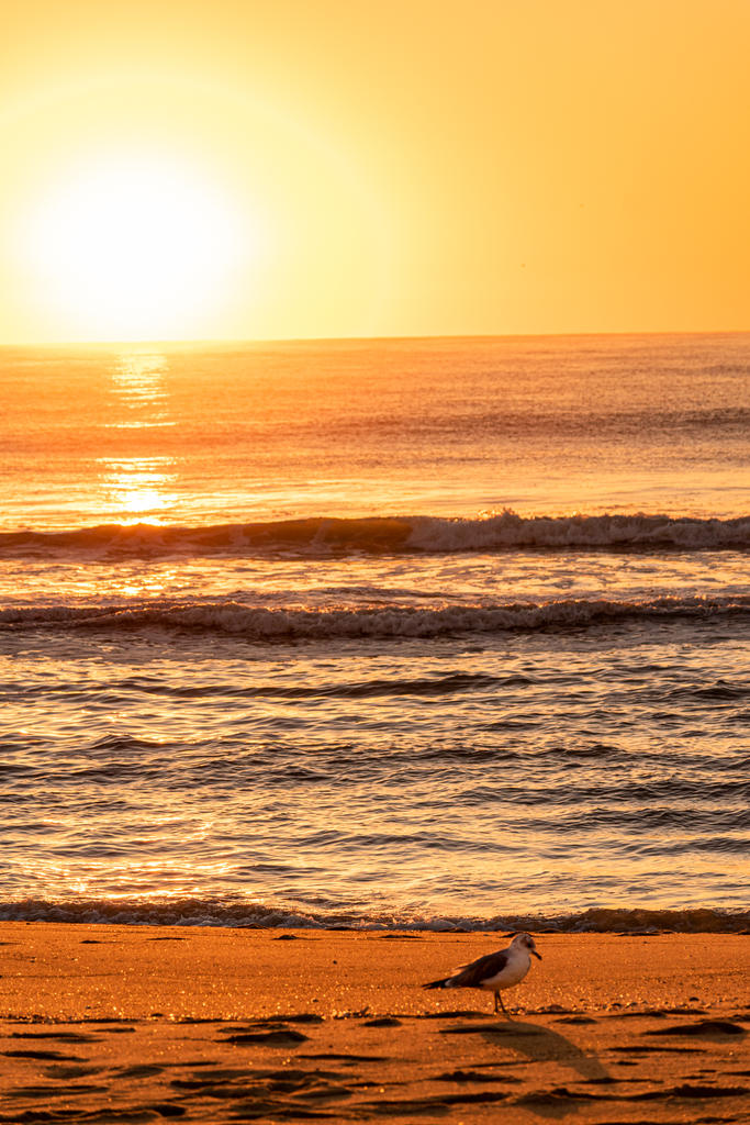 Sunrise Gull on Beach (1 of 1).jpg