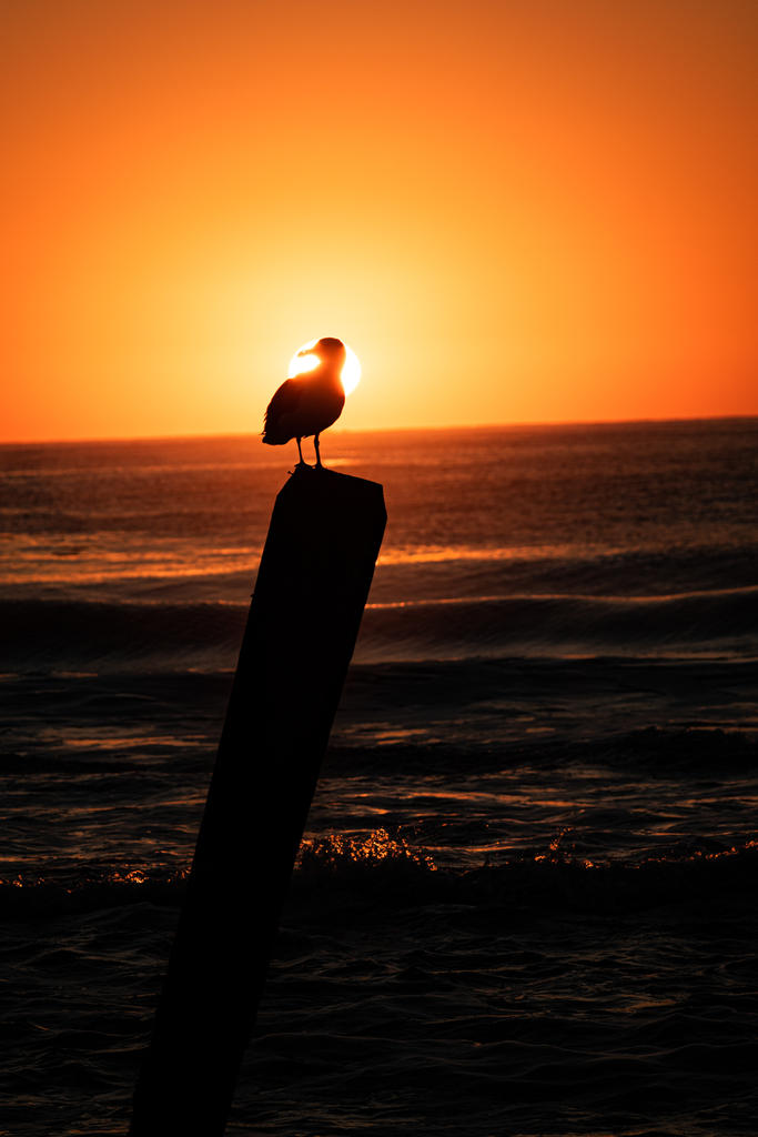 Sunrise Gull on Post 1 (1 of 1).jpg