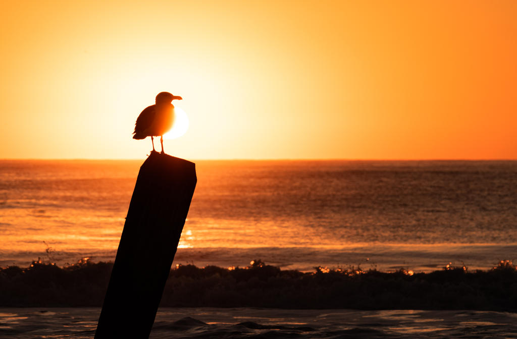 Sunrise Gull on Post 2 (1 of 1).jpg