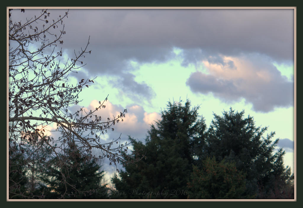 Sunrise in the Pines 3-14-2016.jpg