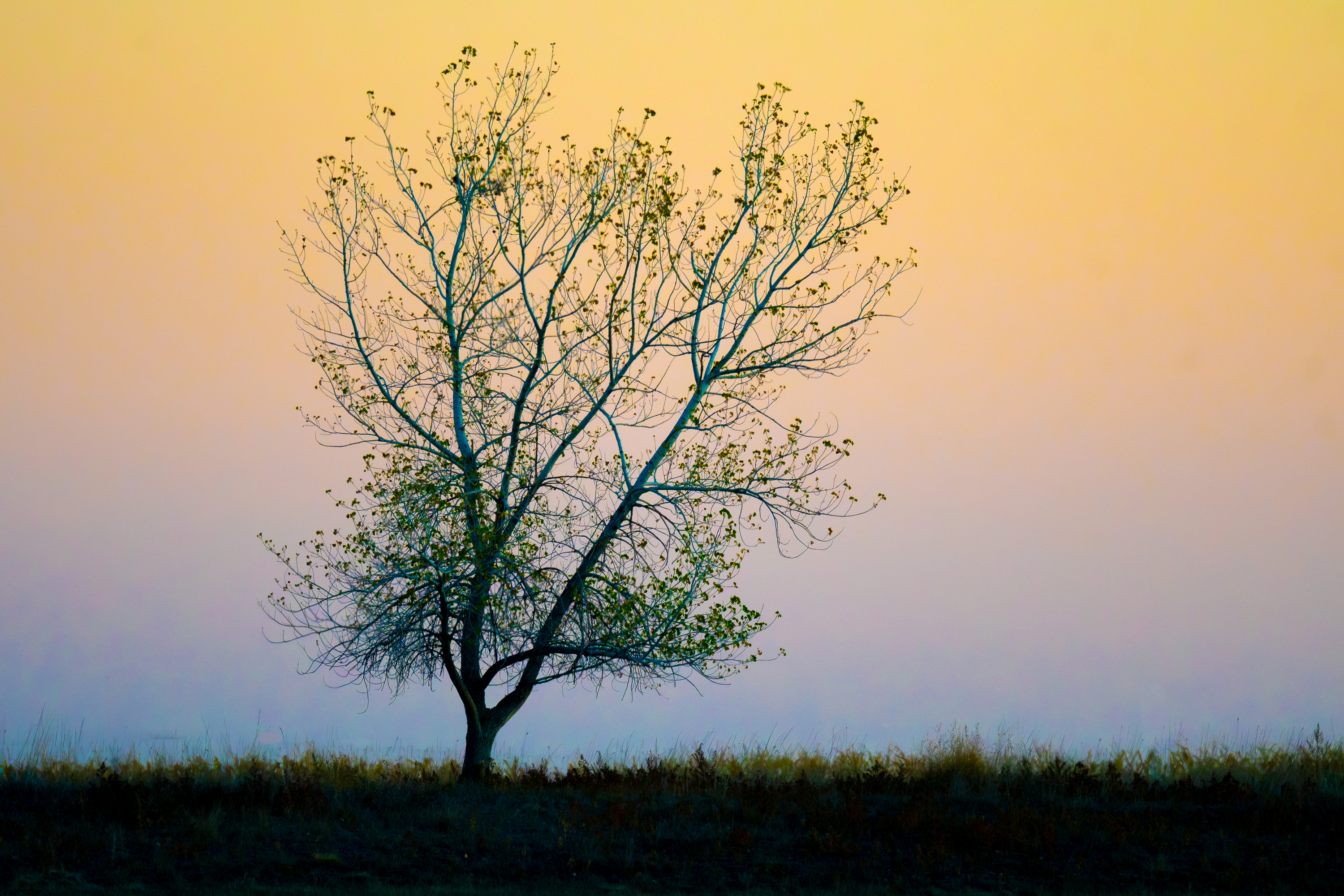 SunriseTree-771.jpg