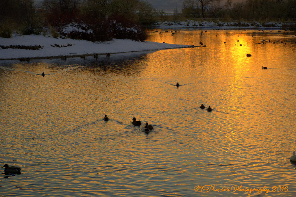 Sunset #2 11-30-2016.jpg