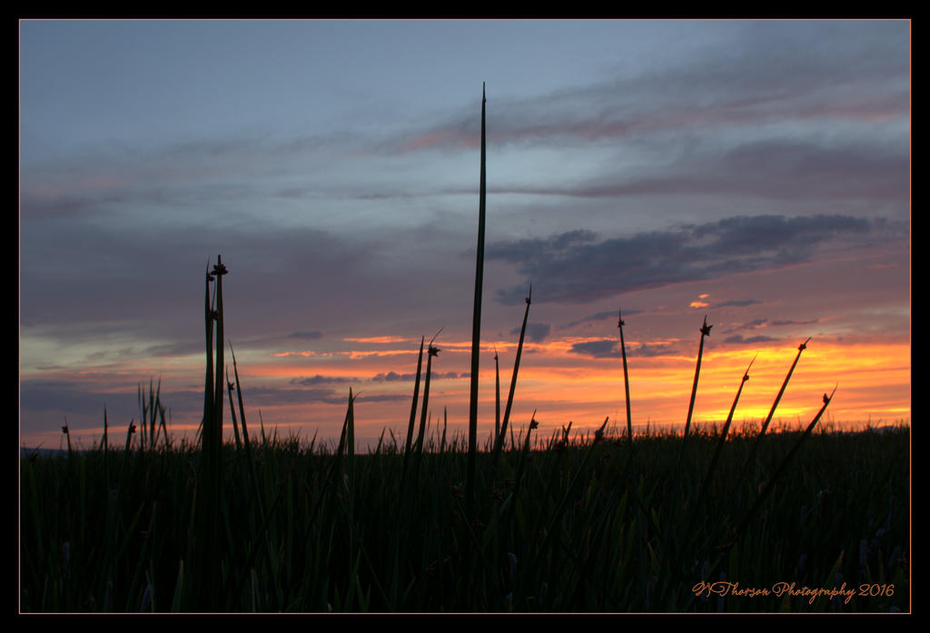 Sunset #2 7-1-2016.jpg