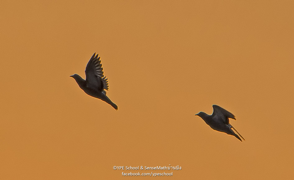 sunset-birds-raw-1.jpg