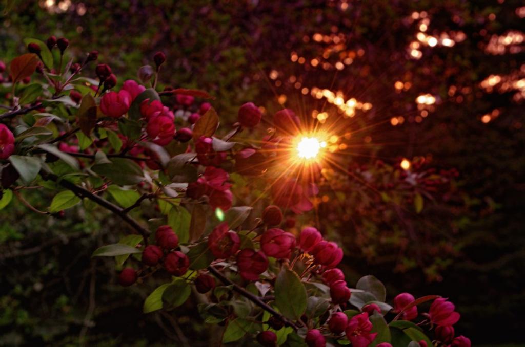 sunset crabapple1200.jpg