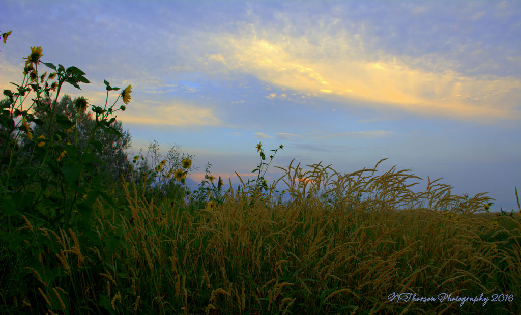 Sunset in a Lehi Park #3 8-4-2016.jpg