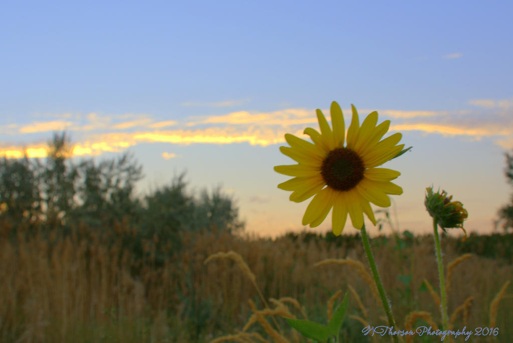 Sunset in a Lehi Park #4 8-4-2016.jpg