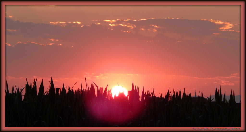 Sunset in the Cornfield 2.jpg