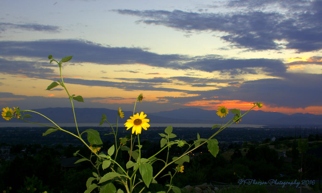 Sunset on East Provo Bench #7 8-2-2016.jpg
