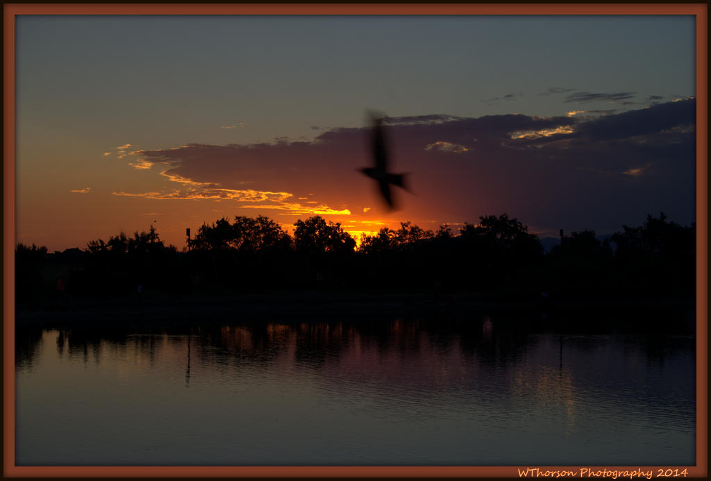 Sunset Photo Bombed by a Bird.jpg