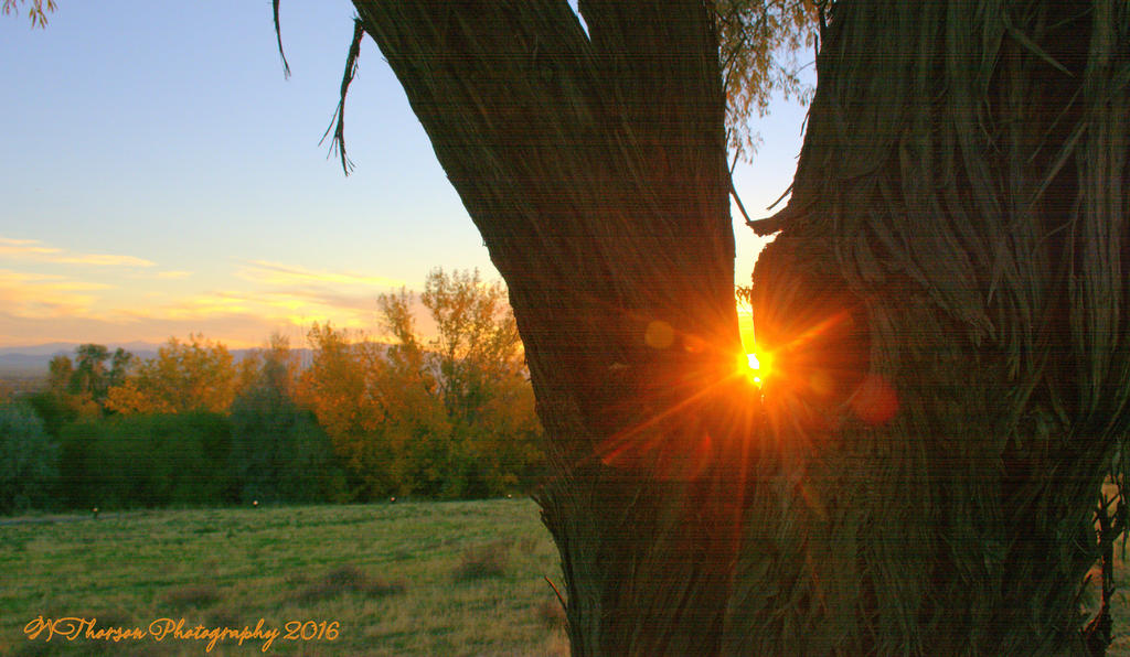 Sunset Through the Trees #2  10-26-2016.jpg