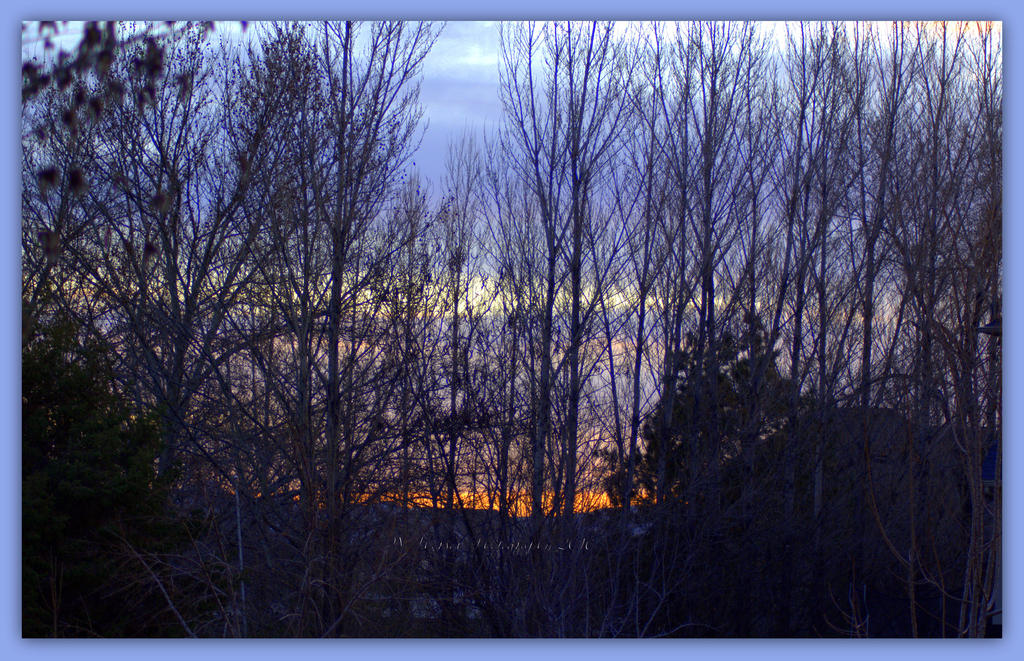 Sunset Through the Trees 3-18-2016.jpg