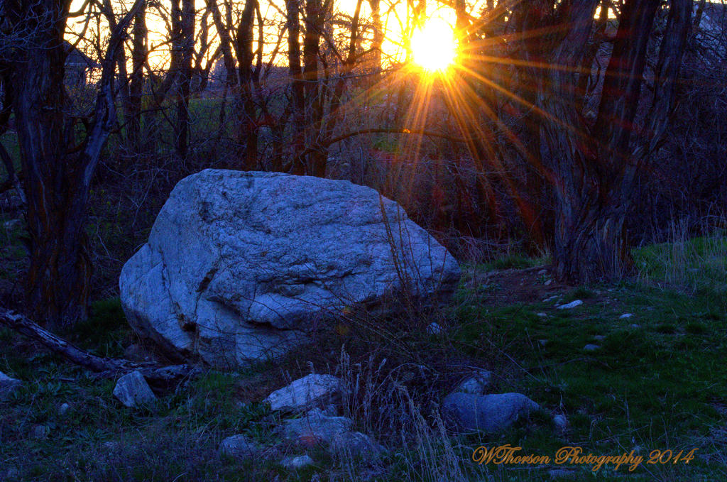 Sunset through the trees.jpg