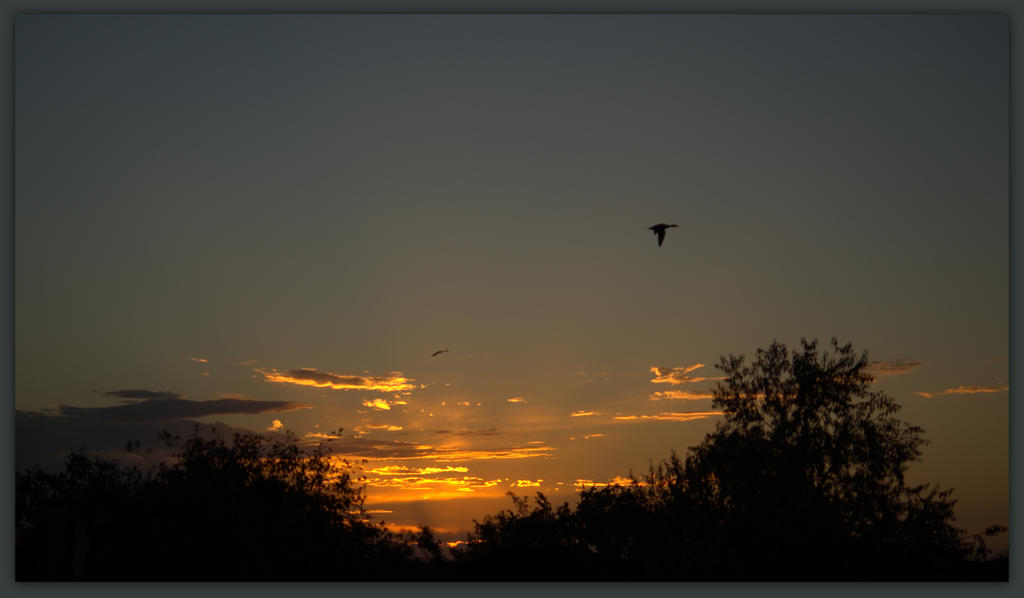 Sunset with Birds  9-6-2014.jpg