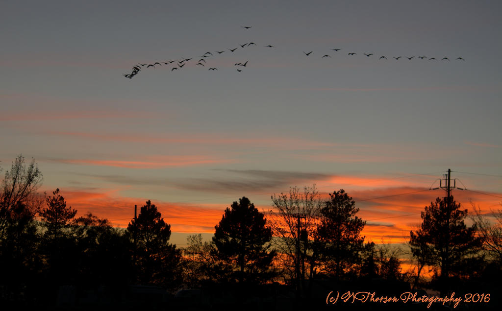 Sunset with Geese 11-14-2016.jpg
