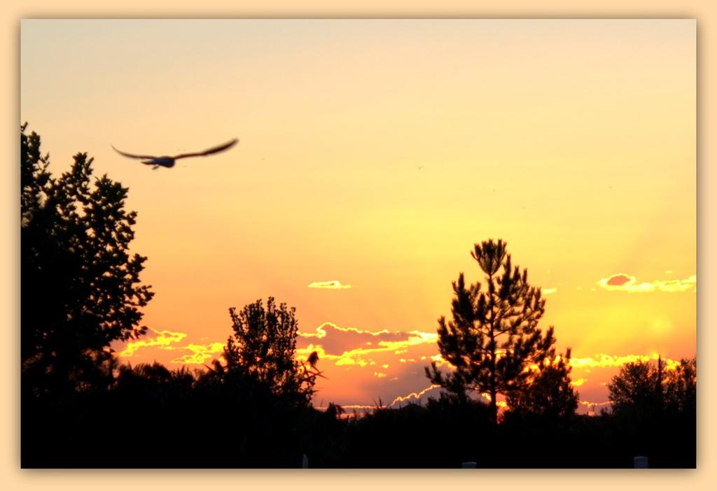 Sunset with One Bird.jpg
