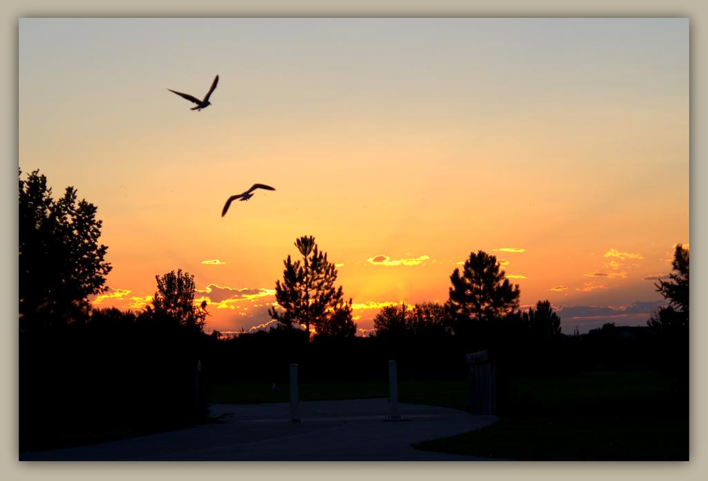 Sunset with two birds in flight.jpg