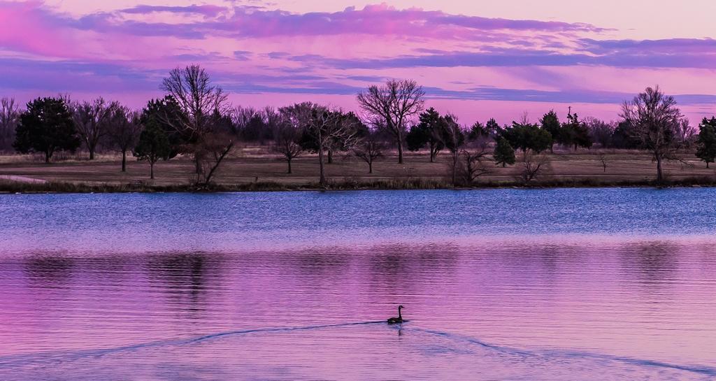 Sunsetduck.jpg