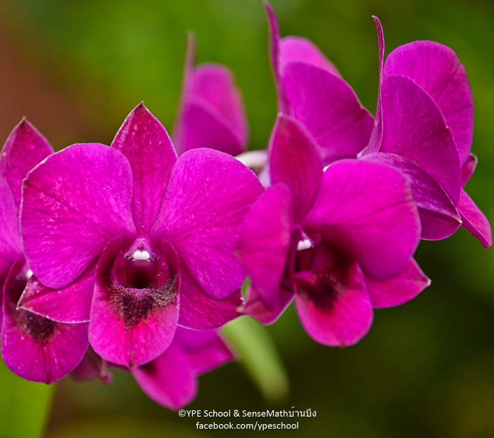 sunshineflower-1.jpg