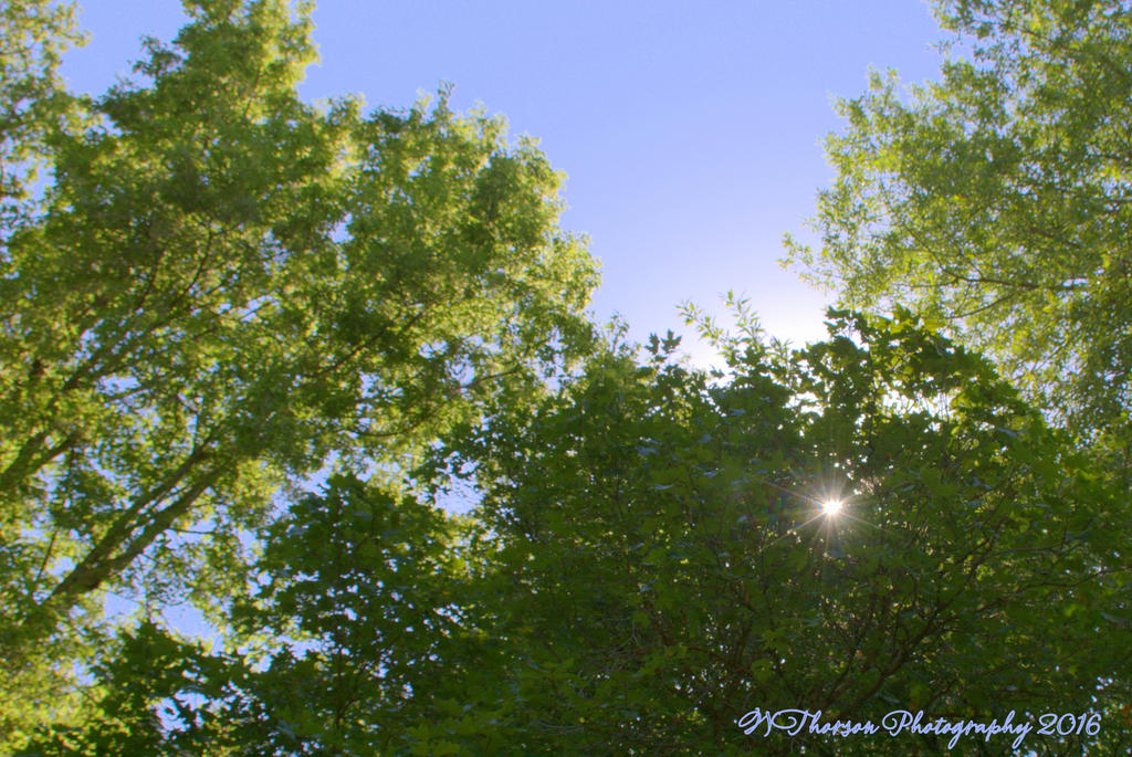 Sunstar in Muller Park  #2 7-25-2016.jpg