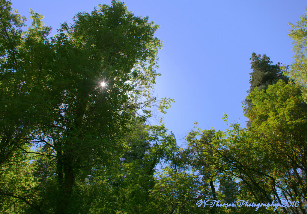 Sunstar in Muller Park  7-25-2016.jpg