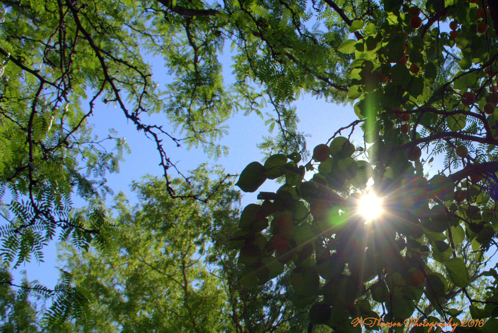 Sunstar in the Apricot Tree 8-3-2016.jpg