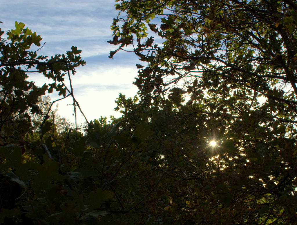 Sunstar in the Forest  9-17-2016.jpg