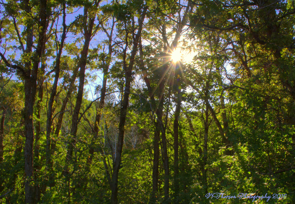 Sunstar Through the Trees 7-16-2016.jpg