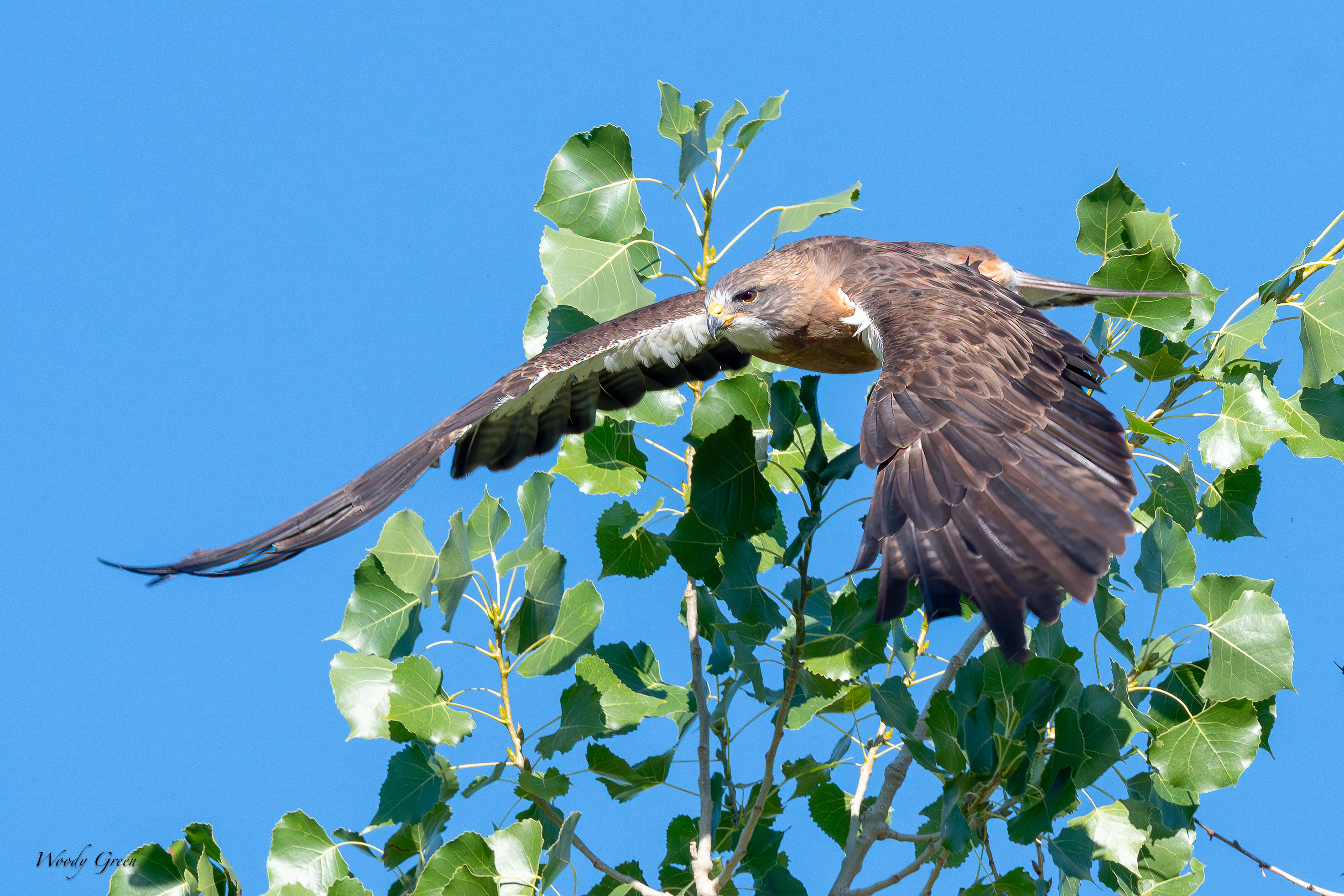SwainsonsFlight-90.jpg