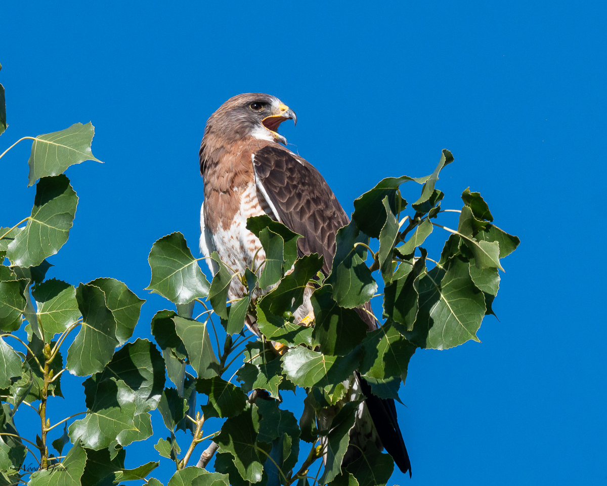 SwainsonsHawk-98.jpg