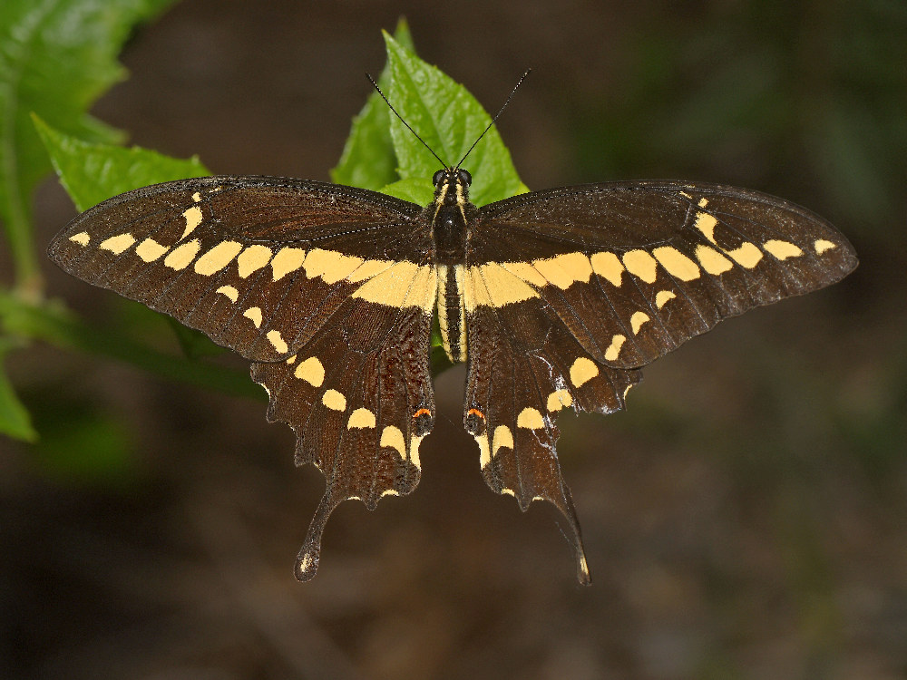 Swallotail2.jpg
