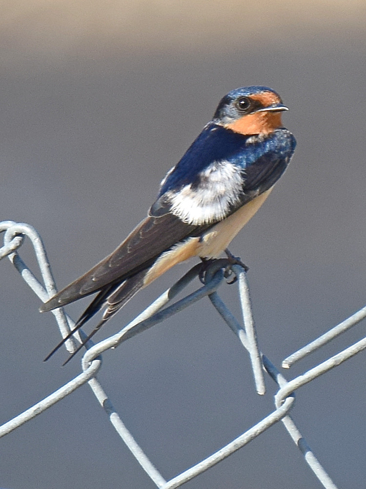 Swallow.jpg