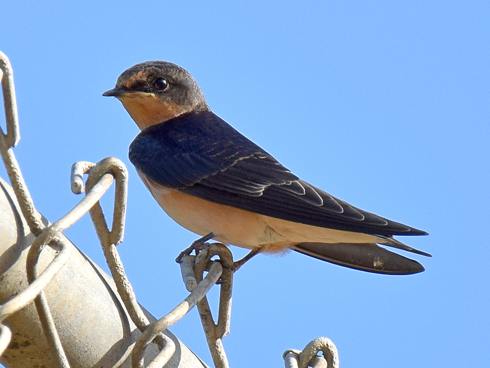 Swallow.jpg