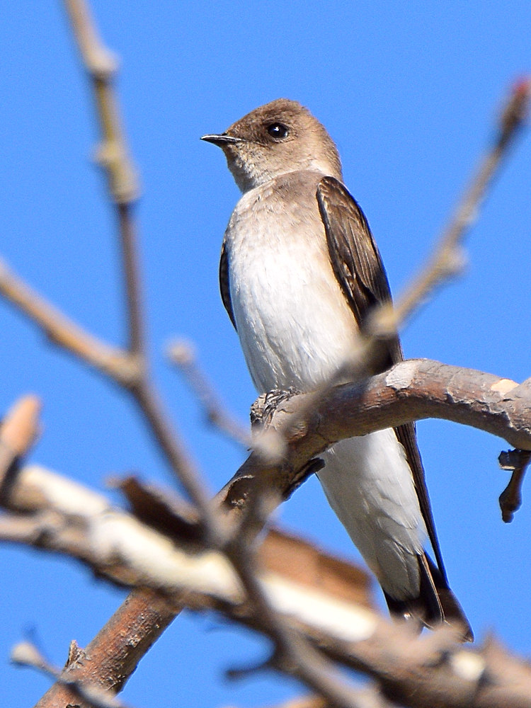 Swallow.jpg